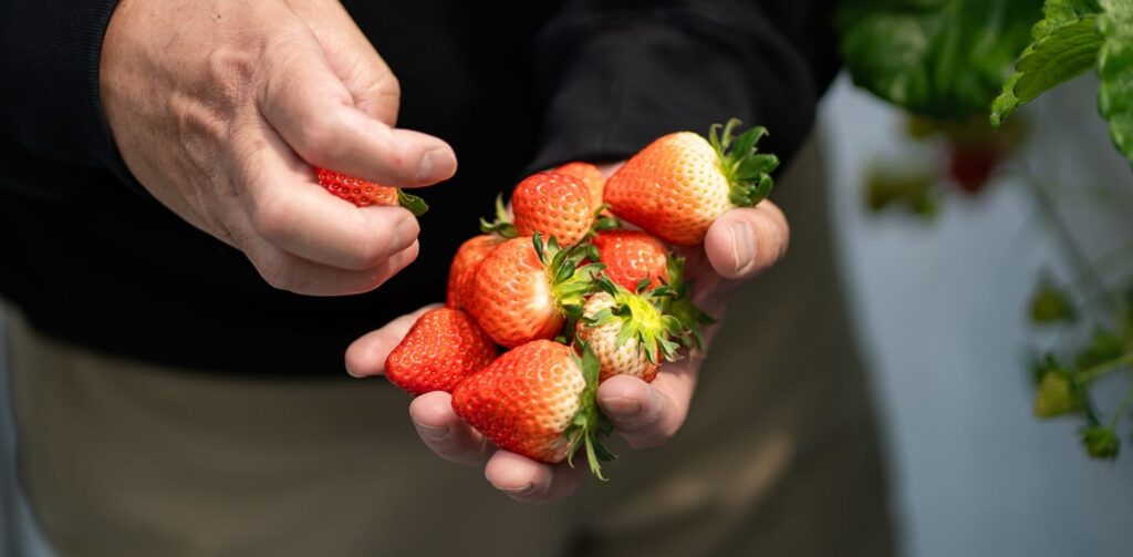 strawberry2